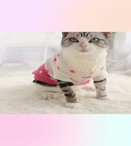 紹介動画