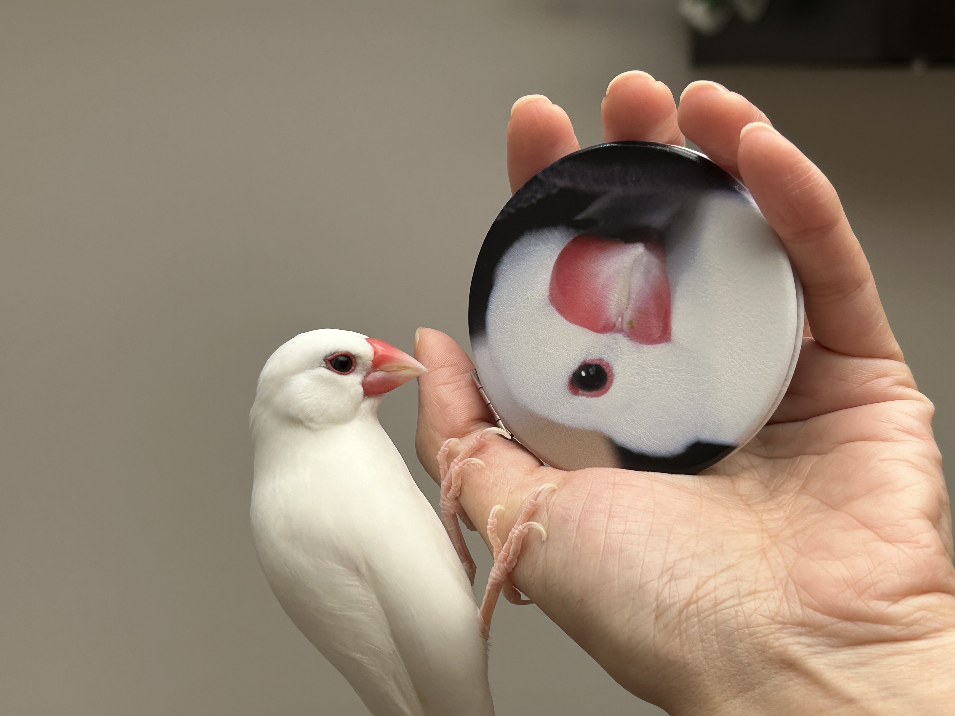 文鳥カノンのコンパクトミラー｜可愛い・7.2 * 7.2cm
|undefined