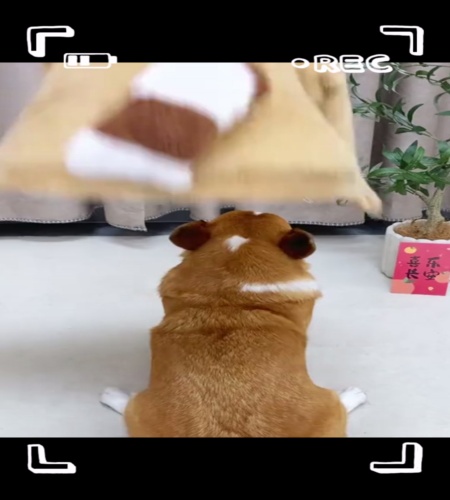 紹介動画