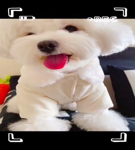 紹介動画