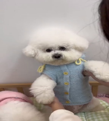 紹介動画