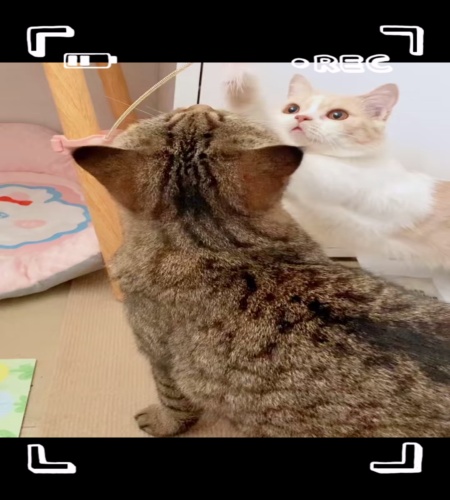 紹介動画
