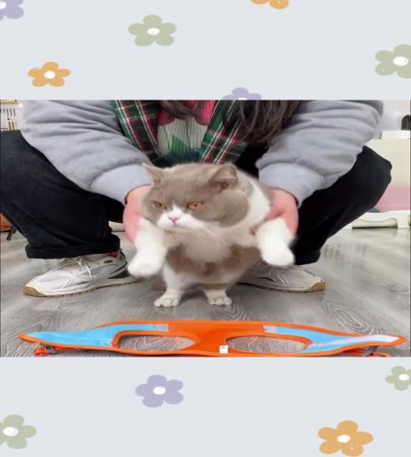 紹介動画