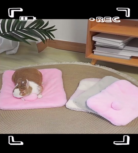 紹介動画