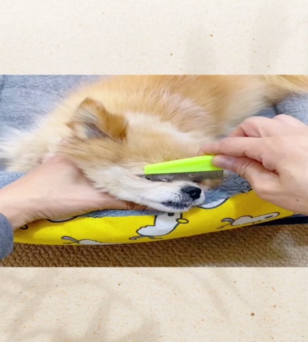 紹介動画