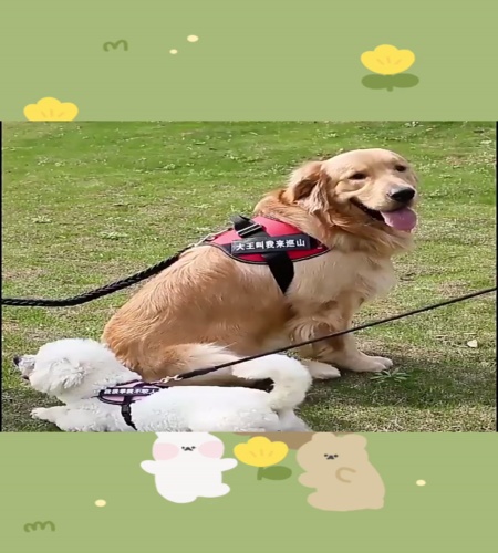 紹介動画