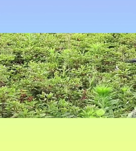 紹介動画