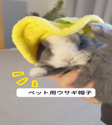 紹介動画