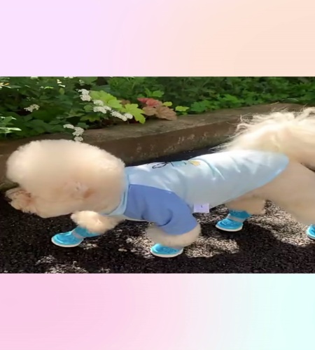 紹介動画
