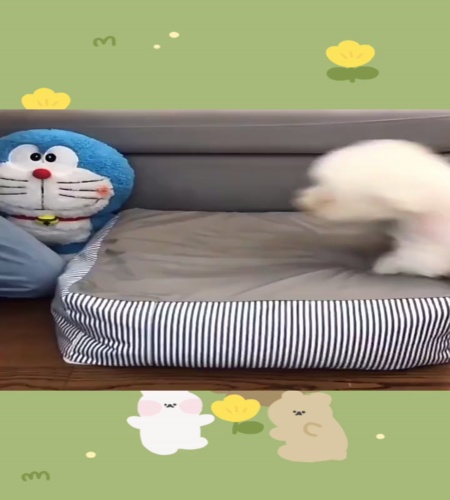紹介動画