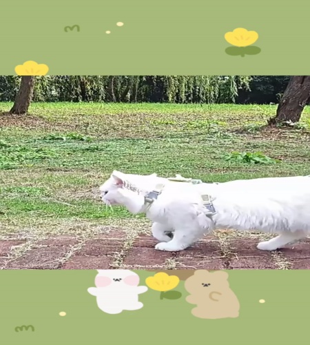 紹介動画