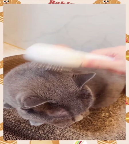 紹介動画