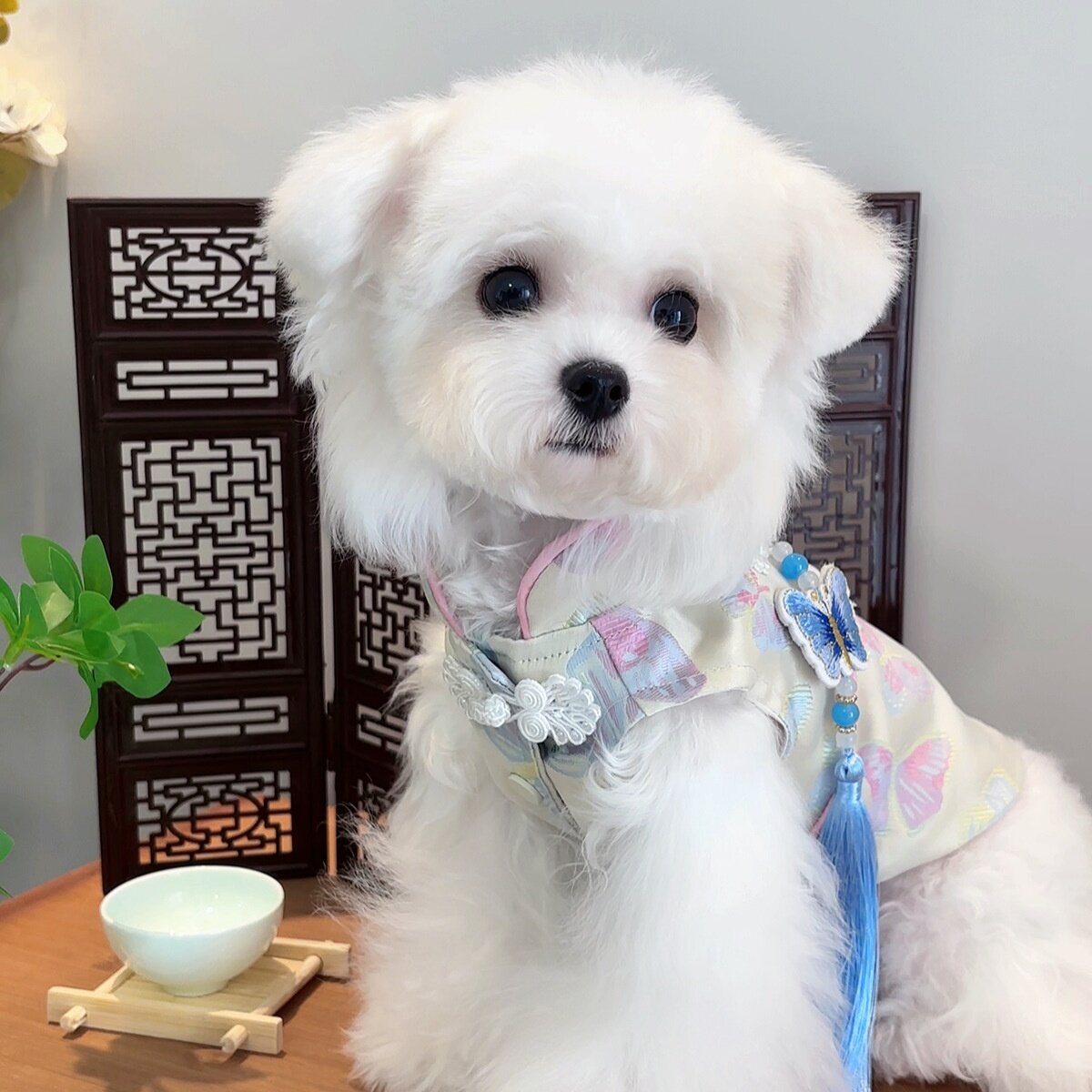 ペット服｜秋冬・新型・チャイナドレス風・犬服・猫服・小型犬・中型犬・柴犬・おしゃれ・暖かい|undefined