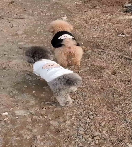 紹介動画