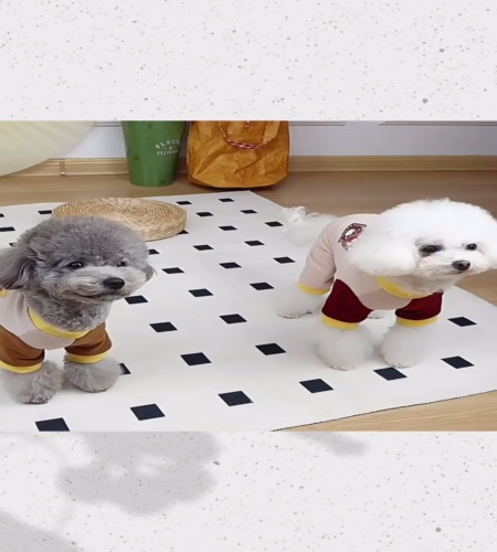 紹介動画
