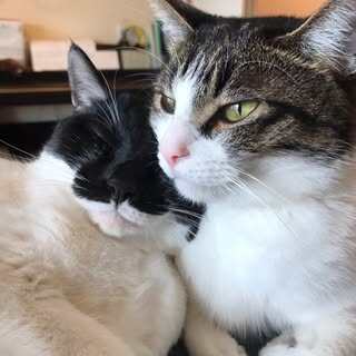 arujiru_cats