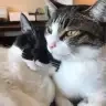 arujiru_cats