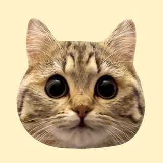 neko_to_kareshi