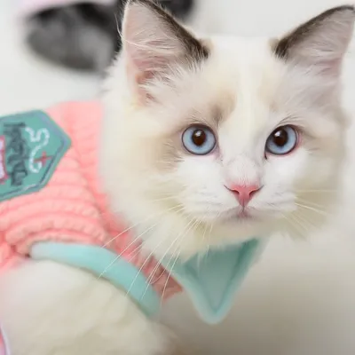 ふわふわ 柔らかい猫の服　ペット用｜春の脱毛対策服 良い手触り