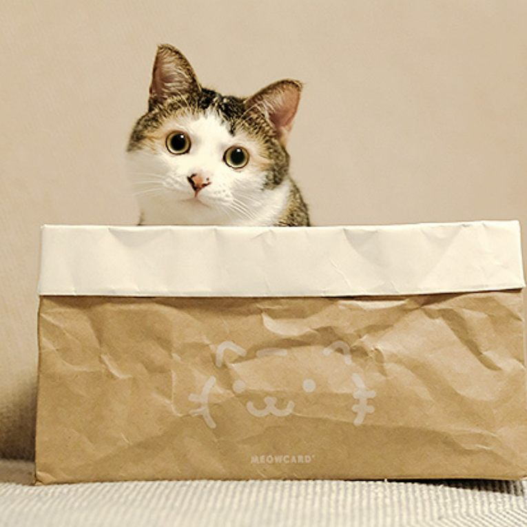 爪とぎ猫ハウス｜猫ちゃんが喜んでいるクラフト紙のボックス|undefined