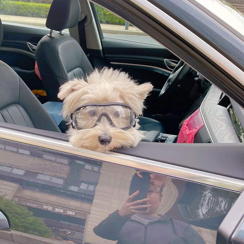 犬ゴーグル｜小型犬・サングラス・防風・UVカット・保護用・防風・防水・防塵・アウトドア・散歩|undefined