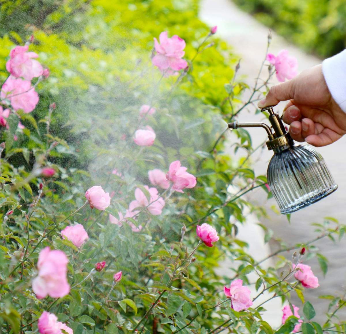 園芸用霧吹き | アンティークなデザインが素敵なお花水やり用の霧吹きです。色々な用途に用いることができます。お花をはじめとしてハーブや多肉植物といった植物へ水やりのほか、家庭の掃除や窓拭きにもご利用可能です。