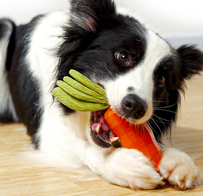 噛むおもちゃ｜犬用歯ぎ清潔口内介護ブラシのケア棒・ペット用|undefined