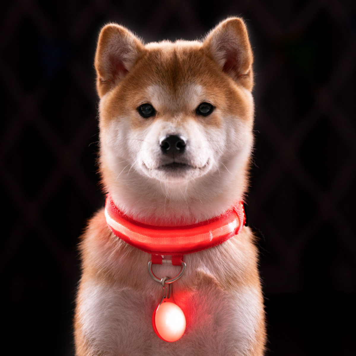 犬用光る首輪｜夜間ライト・事故防止・装着簡単・安全対策・視認性