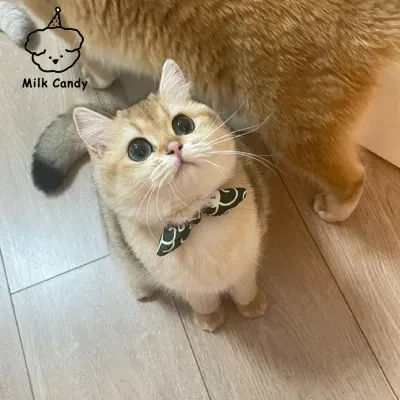和風　猫首輪｜唐草模様で和風感満載！柔らかく手触りがいい！