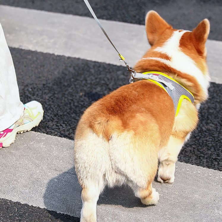 伸縮式 犬用ハーネル｜ペットロープ 通気性に優れている 飛び出し防止|undefined