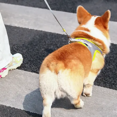 伸縮式 犬用ハーネル｜ペットロープ 通気性に優れている 飛び出し防止