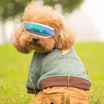 ペット用サングラス｜小型犬用 可愛い撮影アイテム お出かけ用 日焼け防止