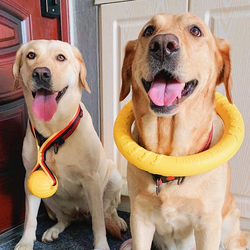 犬おもちゃ｜嚙むおもちゃ ディスクインタラクティブドッグのおもちゃ ペットのおもちゃ屋外の遊びと運動|undefined