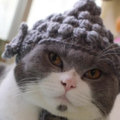 毛糸編み 猫帽子｜猫が仏になった？お笑い写真道具 面白い