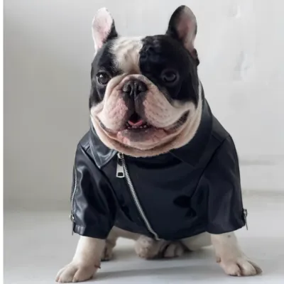 ペット犬用ジャケット｜超カッコイイ！中型犬に適用 ペットドライブに最適！