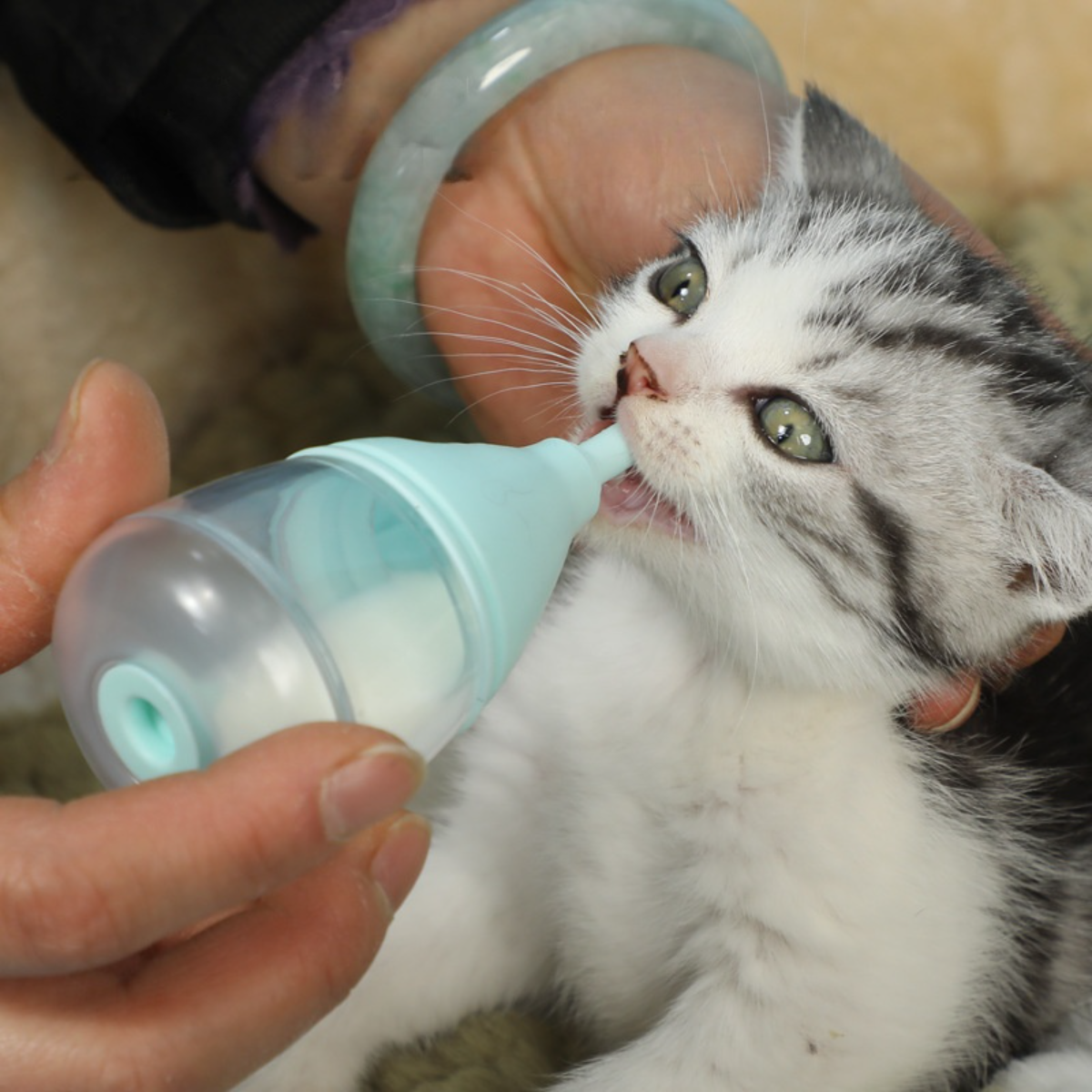 飲みやすい仔犬用哺乳瓶 オファー