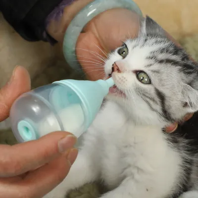 ペット用哺乳瓶｜猫犬通用 咳き込みを防止 飲みやすい 