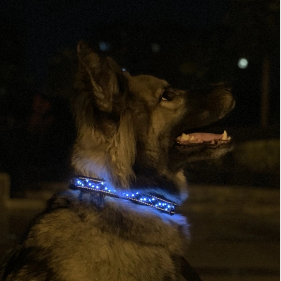 全型犬用 光る首輪｜ledライト USB充電 防水素材 長さ調整 光モードを変更可能 夜の散歩も安全的に