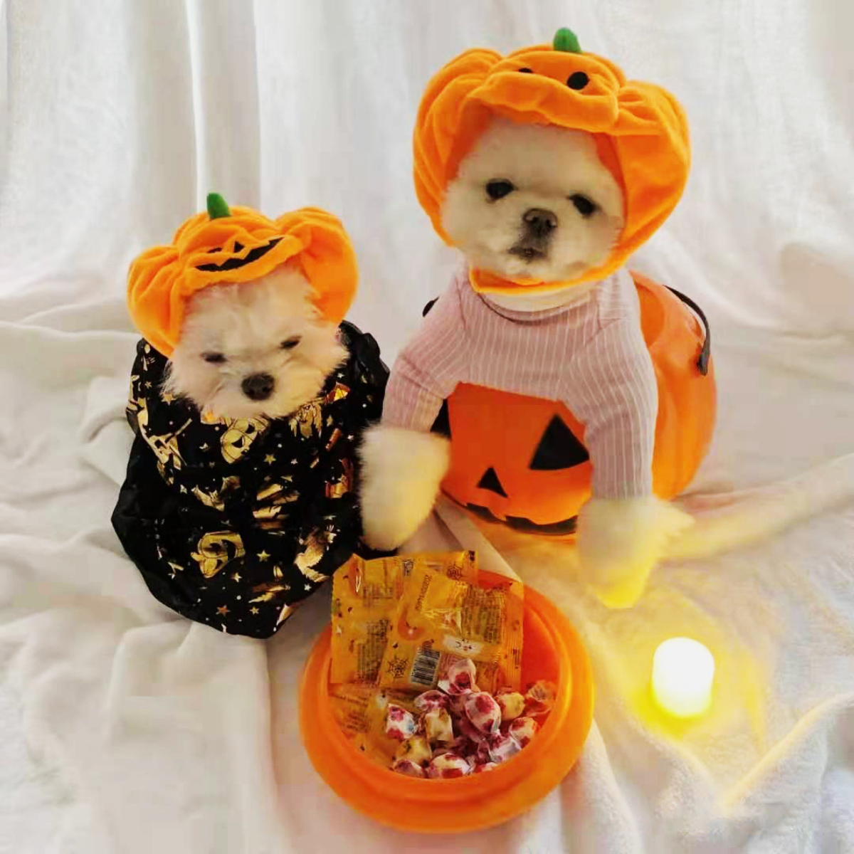 ペット用かぼちゃの帽子｜犬猫兼用 ハロウィン かわいい 変身 コスプレ パーティー 面白い