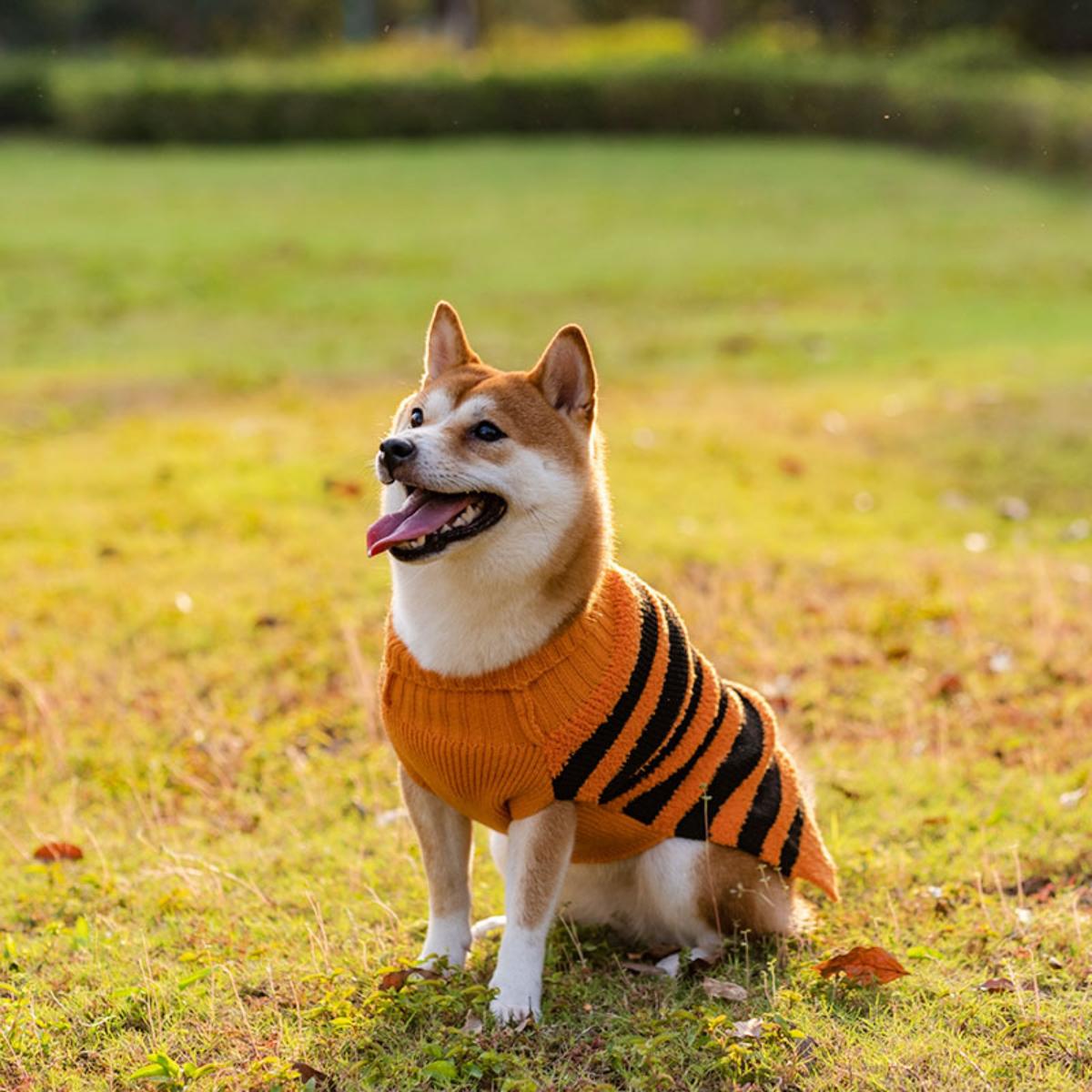 犬用服｜ハロウィン 柔らかい 暖かい かわいい かぼちゃ柄 お出かけ おしゃれ|undefined