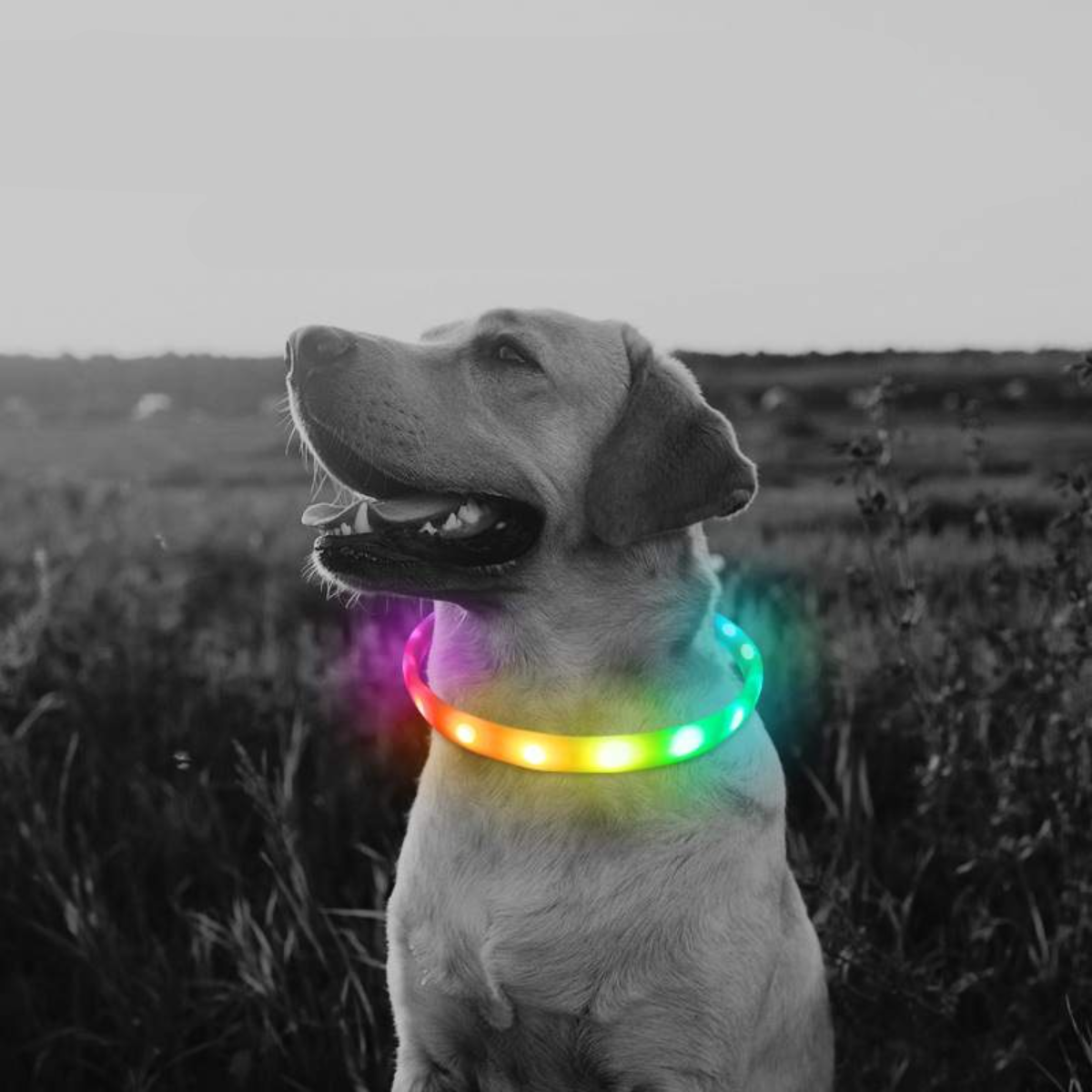  犬用首輪｜LED 発光 犬光る首輪 夜間も安心 充電式 サイズ調節可能 虹色 usb|undefined