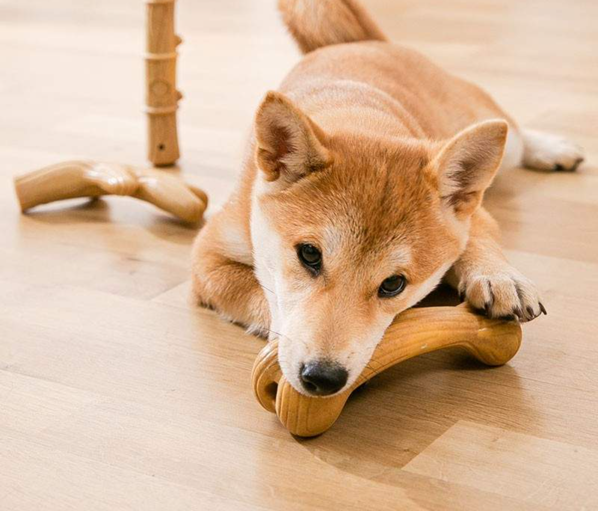 犬用おもちゃ｜鹿の角・噛むおもちゃ・ストレス解消・楽しい|undefined