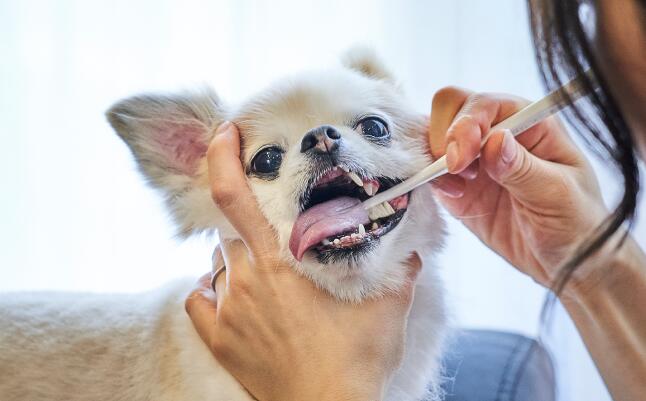 ペット用デンタルケアセット｜安心・安全・犬用・猫用・ワンちゃん・猫ちゃん・健康・品質・人気|undefined