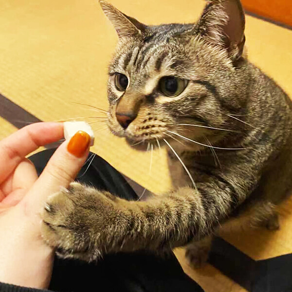 犬猫おやつ｜ フリーズドライ 天然タラフィレ（鱈） 40g×2個セット アラスカンワイルド おかずトリーツ ペットフード 犬猫用トリーツ ・ ペット用品 |undefined