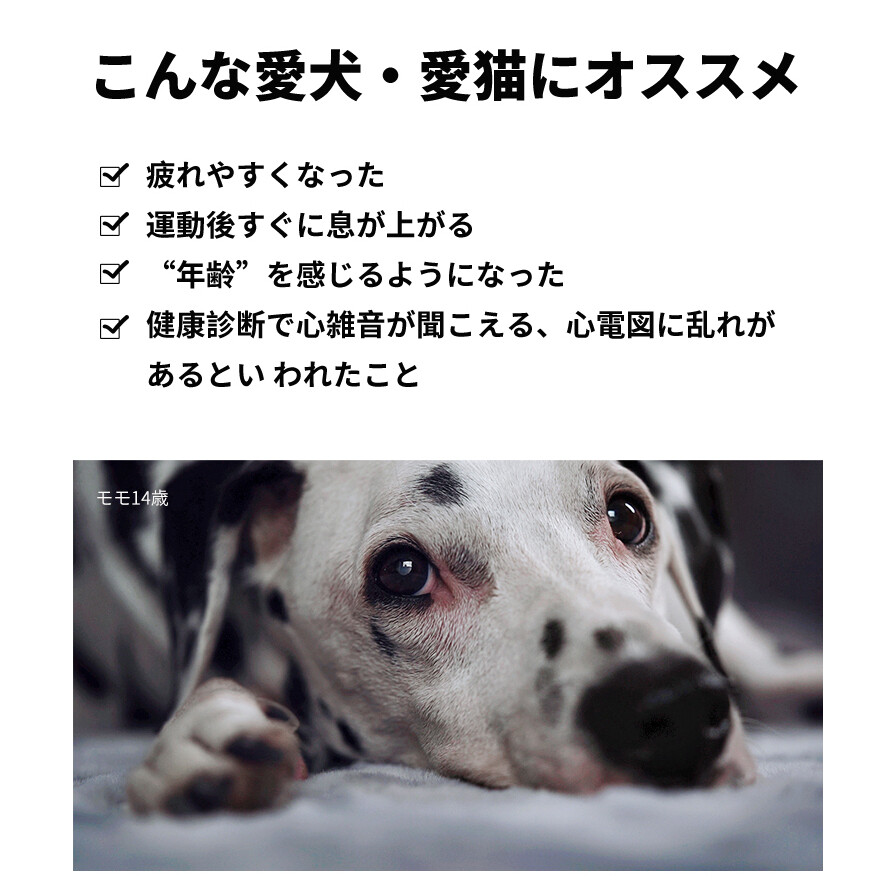  犬猫用 栄養補助食品|コエンザイムQ10 サプリメント|undefined