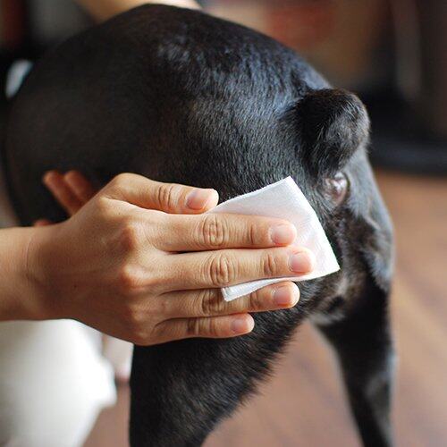ペットケア用品 ｜WAFONA（ワフォナ）・犬用品・ 猫用品・ 天然成分・ 植物成分・ 化学合成物質不使用・安全・安心|undefined