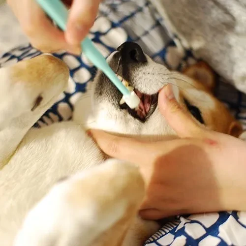 7190355667260186624.jpg?x-oss-process=image/format,webp