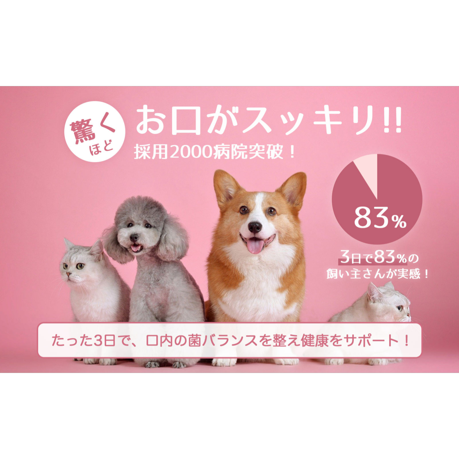 プロバイオ デンタルPET ｜ 漢方ごはん・ペットフード・サプリメント・オーラルケア・獣医師推奨|undefined