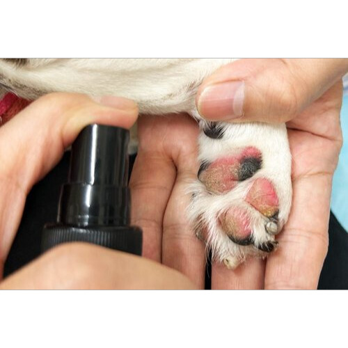 ペット用サプリ｜ ヴェルキュアバウ 腸用 パウダー 100ｇ×ワンプー 犬用モイストスプレー 100ml モイストスキン  グルタミン酸 栄養補助食品 犬猫用|undefined