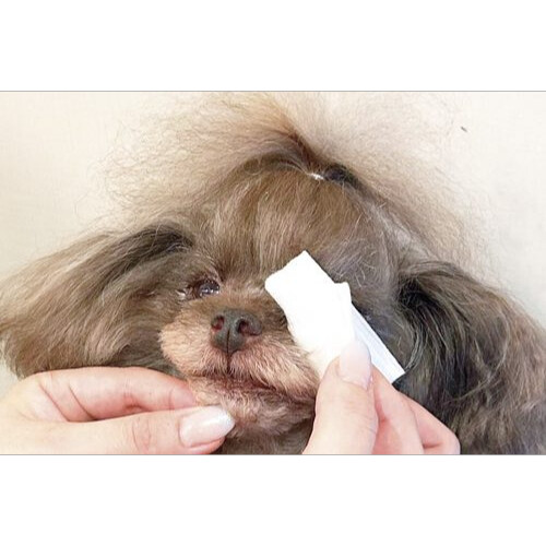 ペット用サプリ｜ ヴェルキュアバウ 腸用 パウダー 100ｇ×ワンプー 犬用モイストスプレー 100ml モイストスキン  グルタミン酸 栄養補助食品 犬猫用|undefined